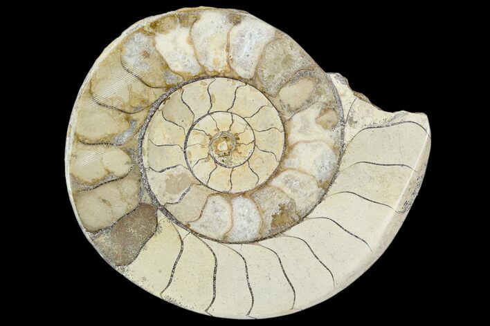 Polished Ammonite (Hildoceras) Fossil - England #103999